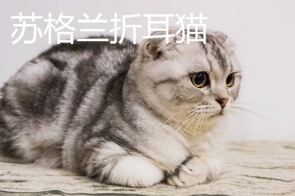 猫咪智商排名，第一名是加拿大无毛猫