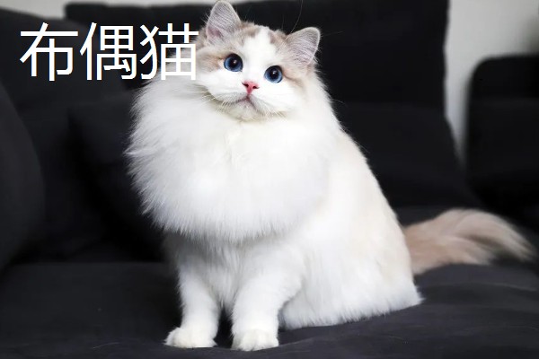 猫咪智商排名，第一名是加拿大无毛猫