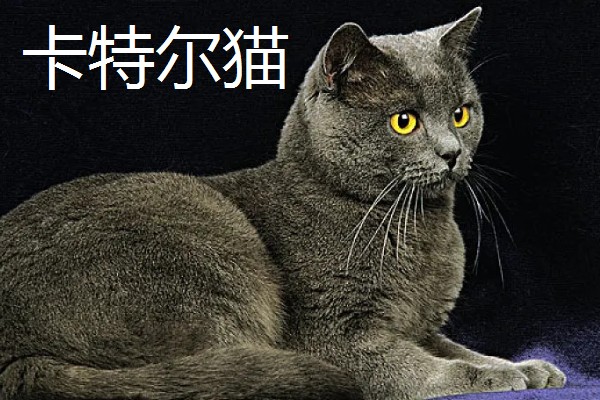 猫咪智商排名，第一名是加拿大无毛猫