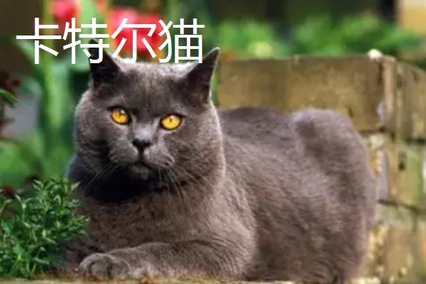 猫咪智商排名，第一名是加拿大无毛猫