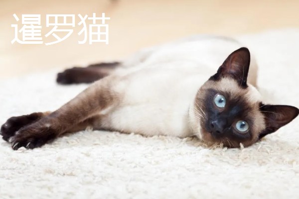 猫咪智商排名，第一名是加拿大无毛猫