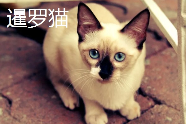 猫咪智商排名，第一名是加拿大无毛猫