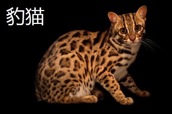 猫咪智商排名，第一名是加拿大无毛猫