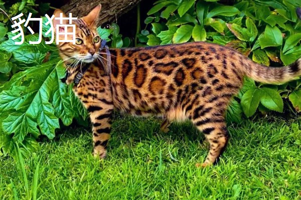 猫咪智商排名，第一名是加拿大无毛猫
