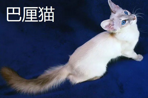 猫咪智商排名，第一名是加拿大无毛猫