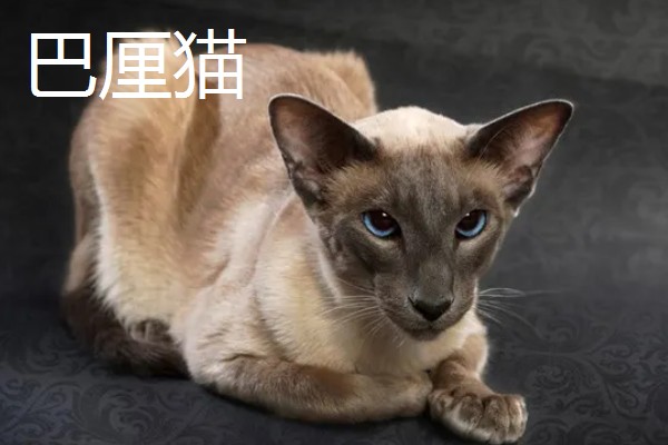 猫咪智商排名，第一名是加拿大无毛猫