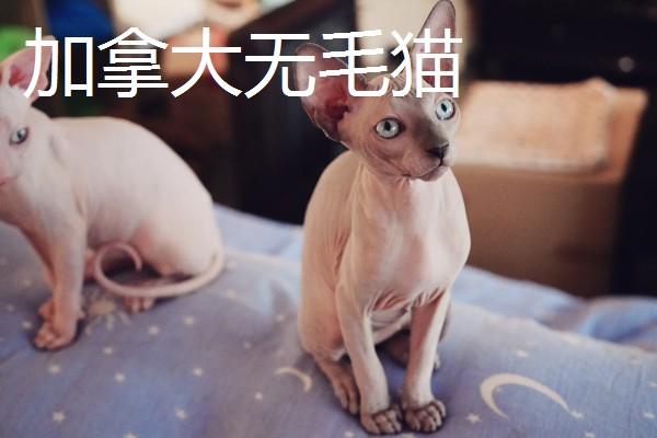 猫咪智商排名，第一名是加拿大无毛猫