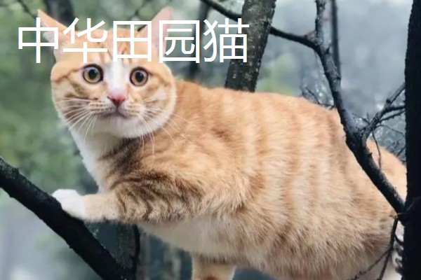 猫咪智商排名，第一名是加拿大无毛猫
