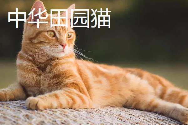 猫咪智商排名，第一名是加拿大无毛猫