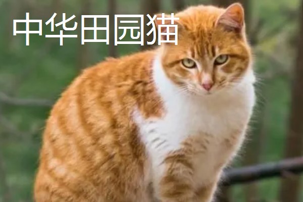 猫咪智商排名，第一名是加拿大无毛猫