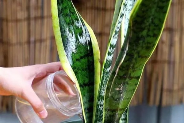 金边虎皮兰多久浇水一次,根据季节调整浇水频率