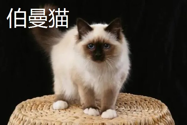 猫咪智商排名，第一名是加拿大无毛猫