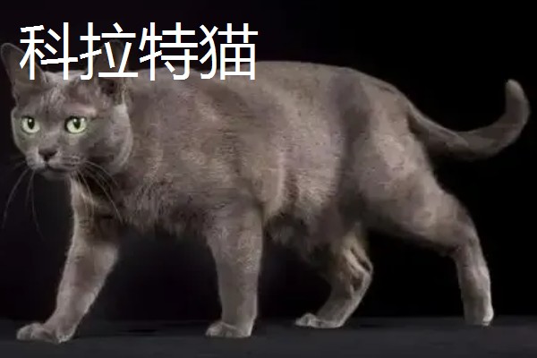 猫咪智商排名，第一名是加拿大无毛猫