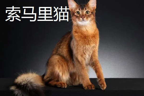 猫咪智商排名，第一名是加拿大无毛猫