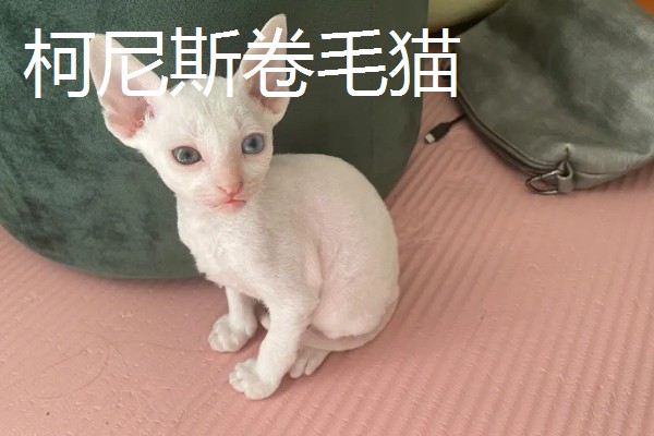 猫咪智商排名，第一名是加拿大无毛猫