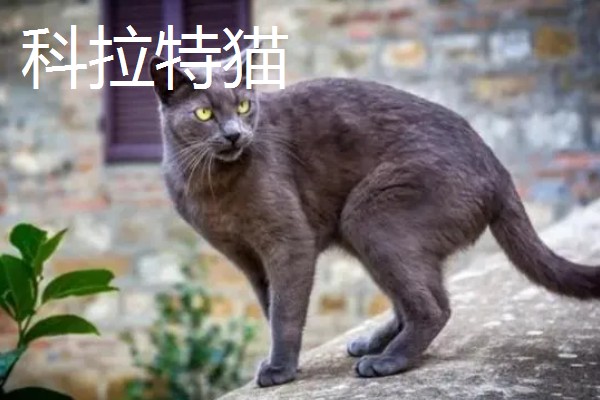 猫咪智商排名，第一名是加拿大无毛猫