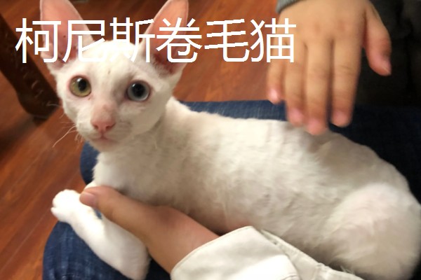 猫咪智商排名，第一名是加拿大无毛猫