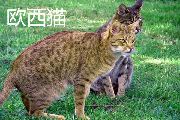 猫咪智商排名，第一名是加拿大无毛猫