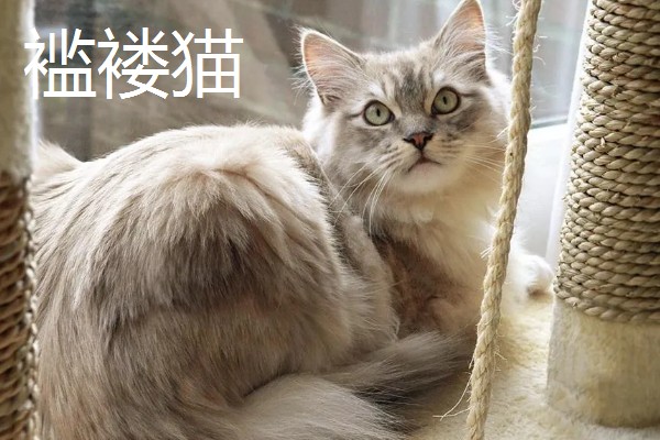 猫咪智商排名，第一名是加拿大无毛猫