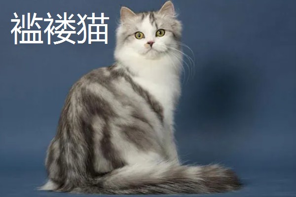 猫咪智商排名，第一名是加拿大无毛猫