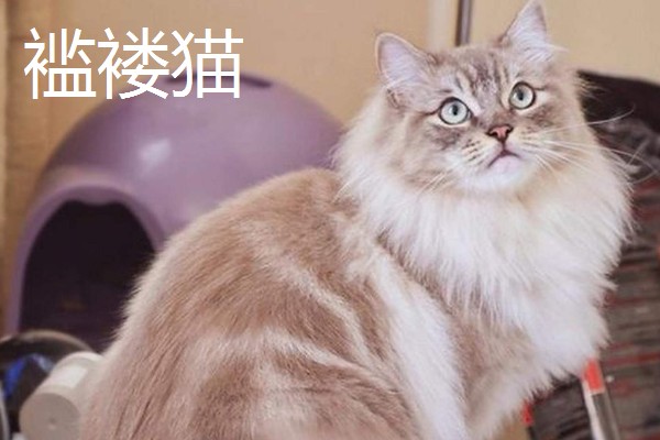 猫咪智商排名，第一名是加拿大无毛猫