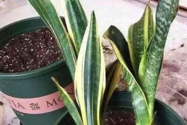 金边虎皮兰多久浇水一次,根据季节调整浇水频率