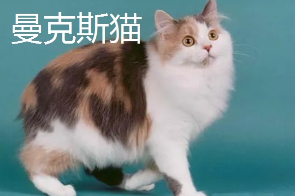 猫咪智商排名，第一名是加拿大无毛猫
