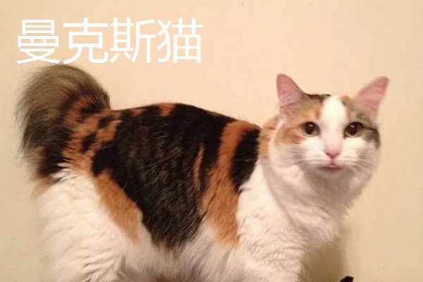 猫咪智商排名，第一名是加拿大无毛猫