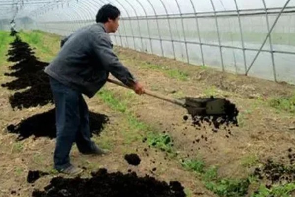 种植杏树的要点,每年施肥4次左右