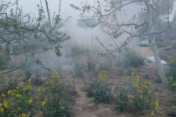 种植杏树的要点,每年施肥4次左右