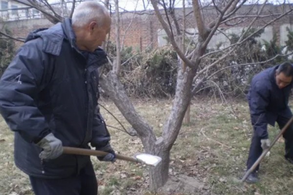 种植杏树的要点,每年施肥4次左右