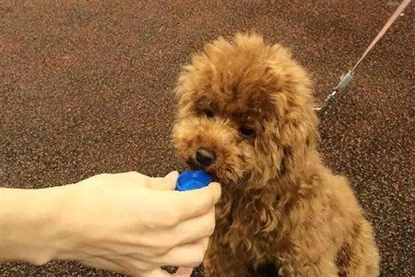 狗狗喝了蜂蜜水会怎么样，可以帮助狗狗润滑肠道