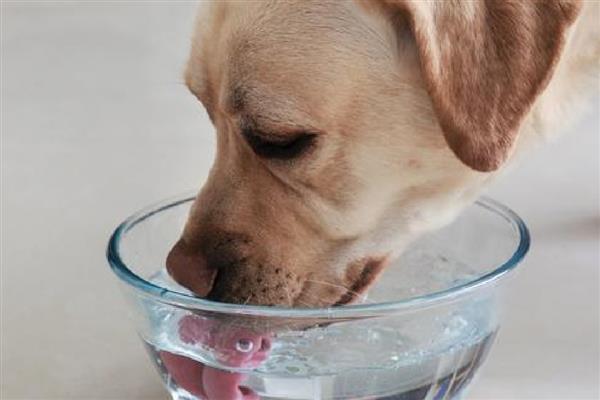 狗狗喝了蜂蜜水会怎么样，可以帮助狗狗润滑肠道