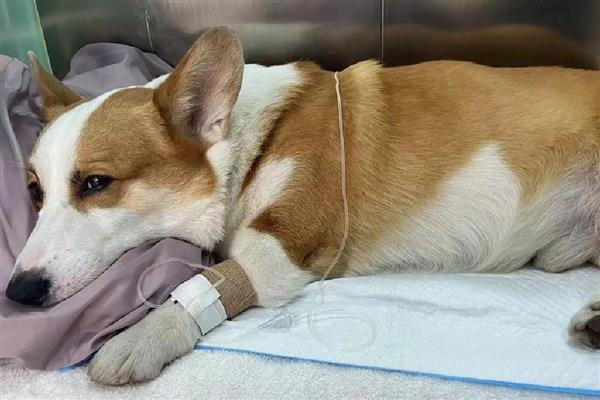 狗狗喝了蜂蜜水会怎么样，可以帮助狗狗润滑肠道