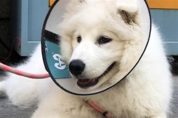 狗狗喝了蜂蜜水会怎么样，可以帮助狗狗润滑肠道