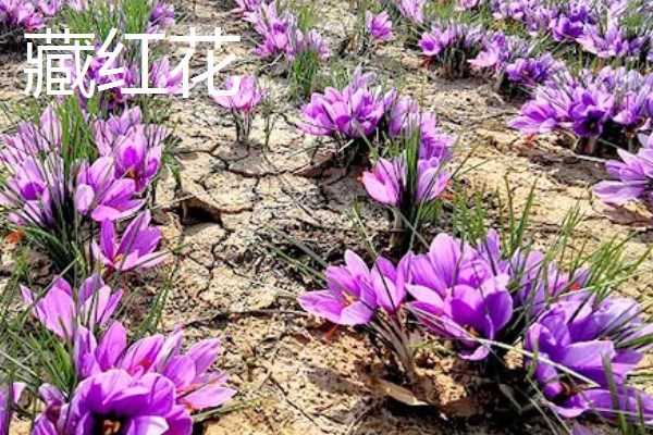 藏红花与红花有什么区别，前者属于鸢尾科、后者属于菊科