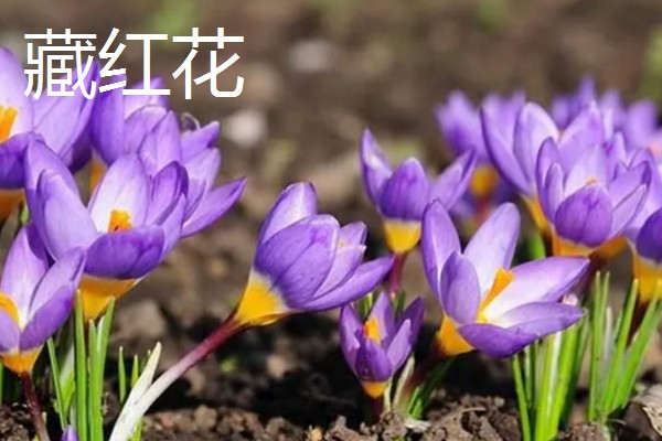 藏红花与红花有什么区别，前者属于鸢尾科、后者属于菊科