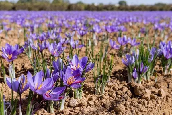 藏红花与红花有什么区别，前者属于鸢尾科、后者属于菊科