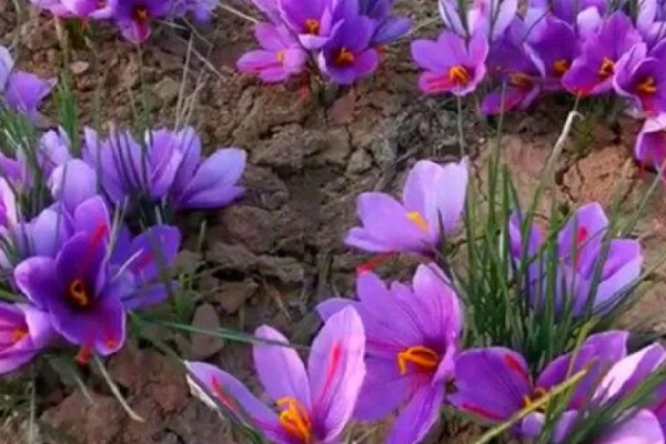 藏红花与红花有什么区别，前者属于鸢尾科、后者属于菊科