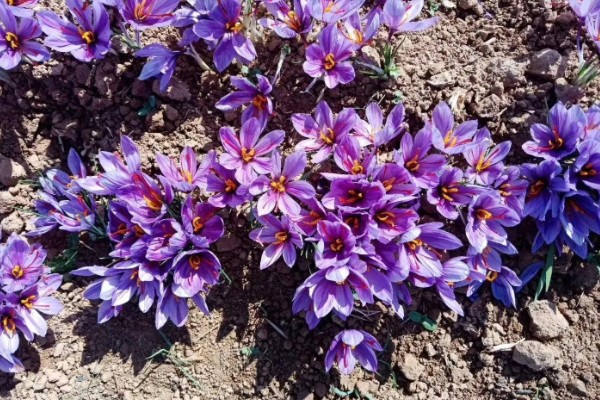 藏红花与红花有什么区别，前者属于鸢尾科、后者属于菊科