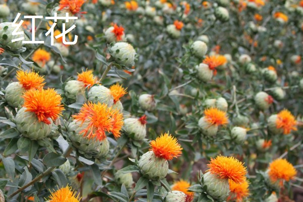 藏红花与红花有什么区别，前者属于鸢尾科、后者属于菊科