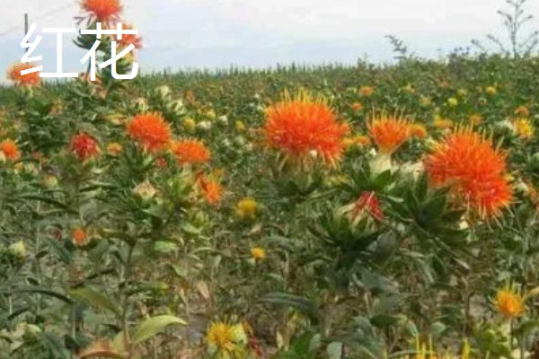 藏红花与红花有什么区别，前者属于鸢尾科、后者属于菊科