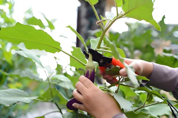 露地茄子剪枝的再生栽培技术，应当施加足够的基肥