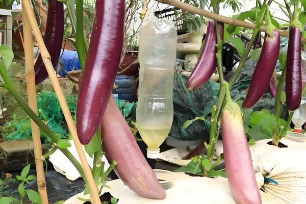 露地茄子剪枝的再生栽培技术，应当施加足够的基肥