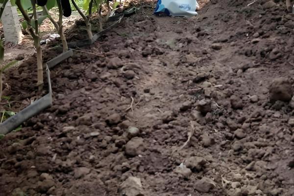 露地茄子剪枝的再生栽培技术，应当施加足够的基肥