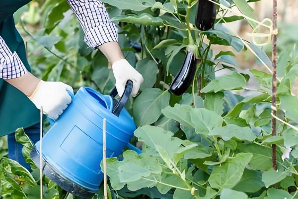 露地茄子剪枝的再生栽培技术，应当施加足够的基肥