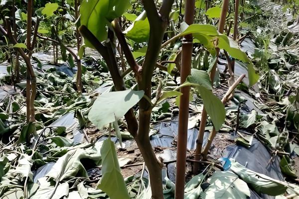 露地茄子剪枝的再生栽培技术，应当施加足够的基肥