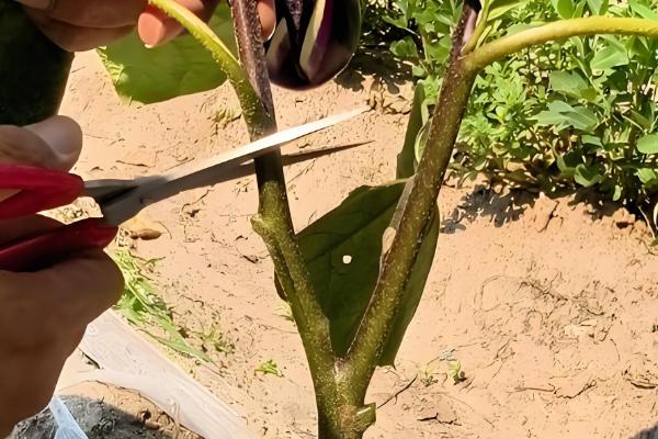 露地茄子剪枝的再生栽培技术，应当施加足够的基肥