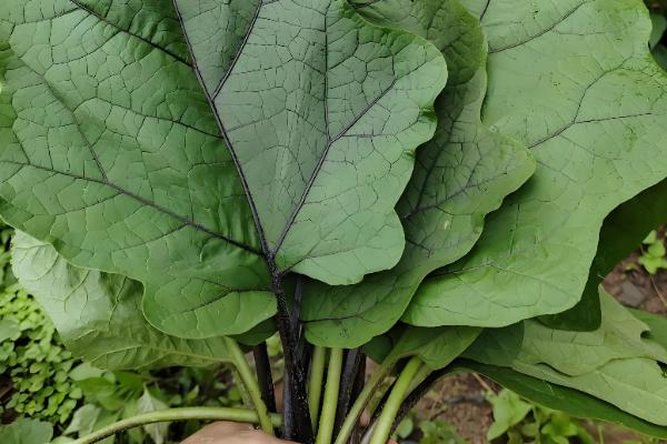 露地茄子剪枝的再生栽培技术，应当施加足够的基肥