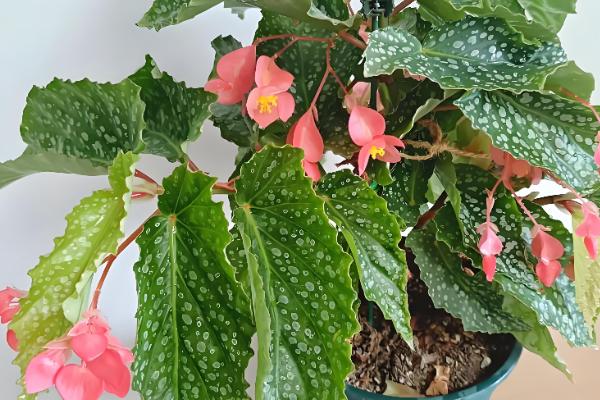 秋海棠有什么花语，具有苦恋、富贵满堂等含义